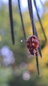 <i>Myzia oblongoguttata</i>