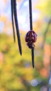 <i>Myzia oblongoguttata</i>