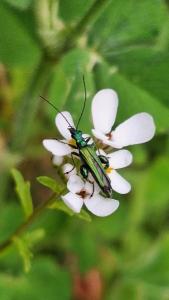<i>Oedemera nobilis</i>