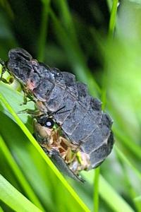 <i>Lampyris noctiluca</i>