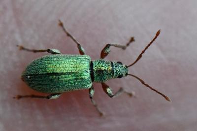 Phyllobius argentatus