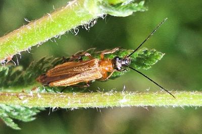 <i>Oedemera podagrariae</i>