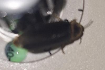 <i>Lampyris noctiluca</i>