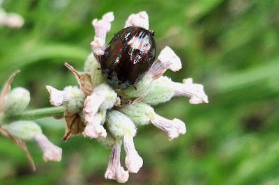 <i>Chrysolina americana</i>