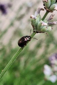 <i>Chrysolina americana</i>