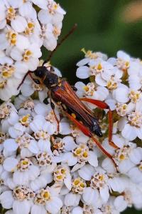 <i>Stenopterus rufus</i>