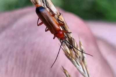 <i>Rhagonycha fulva</i>