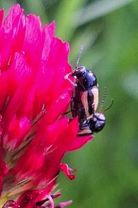 <i>Cryptocephalus vittatus</i>