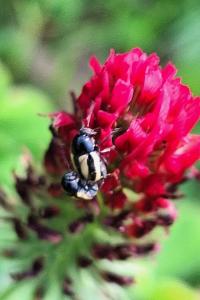 <i>Cryptocephalus vittatus</i>