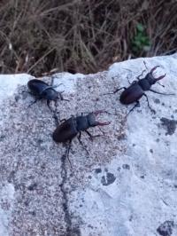 <i>Lucanus cervus</i>