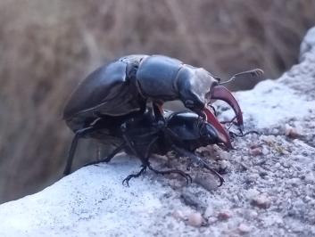 <i>Lucanus cervus</i>