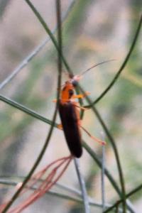 <i>Nacerdes carniolica</i>