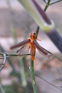 <i>Nacerdes carniolica</i>