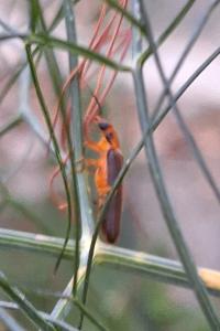 <i>Nacerdes carniolica</i>