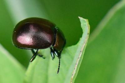 <i>Chrysolina varians</i>