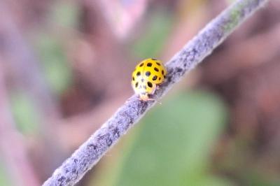 <i>Psyllobora vigintiduopunctata</i>