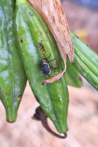 <i>Mononychus punctumalbum</i>