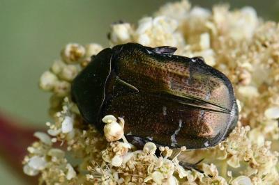 <i>Cetonia aurata</i>