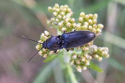 <i>Hemicrepidius hirtus</i>