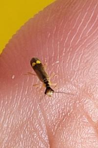 <i>Malthinus seriepunctatus</i>