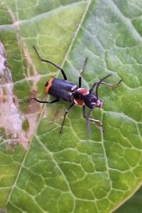 <i>Axinotarsus pulicarius</i>