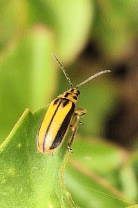 <i>Xanthogaleruca luteola</i>