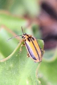 <i>Xanthogaleruca luteola</i>