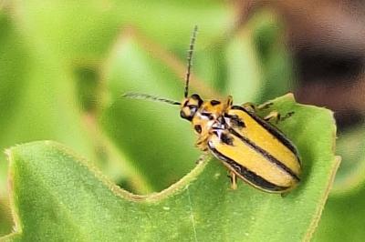 <i>Xanthogaleruca luteola</i>