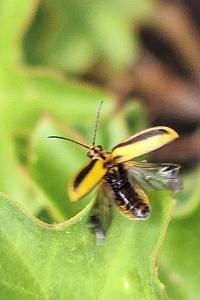 <i>Xanthogaleruca luteola</i>