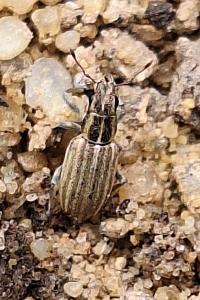 <i>Sitona</i>