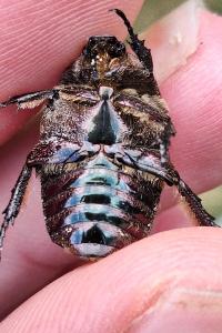 <i>Potosia cuprea</i>
