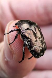 <i>Potosia cuprea</i>