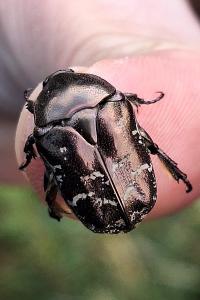 <i>Potosia cuprea</i>