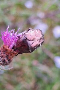 <i>Potosia cuprea</i>