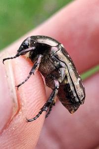 <i>Potosia cuprea</i>