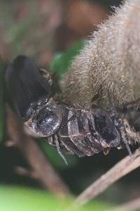 <i>Lampyris noctiluca</i>