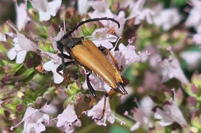 <i>Stictoleptura rubra</i>