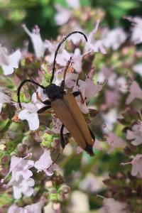 <i>Stictoleptura rubra</i>