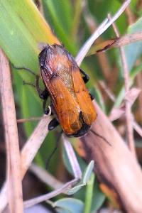 <i>Stenoria analis</i>