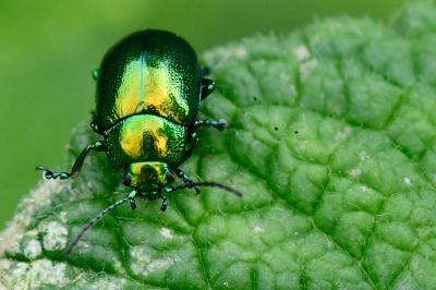 <i>Chrysolina herbacea</i>
