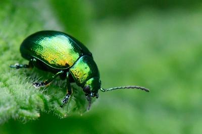 <i>Chrysolina herbacea</i>