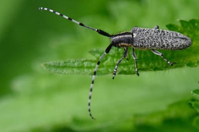 <i>Agapanthia villosoviridescens</i>