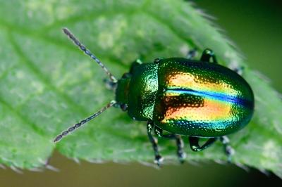 <i>Chrysolina fastuosa</i>
