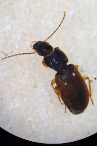 <i>Parophonus mendax</i>