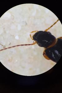 <i>Parophonus mendax</i>