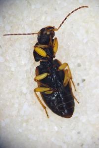 <i>Parophonus mendax</i>