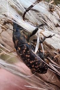 <i>Larinus turbinatus</i>