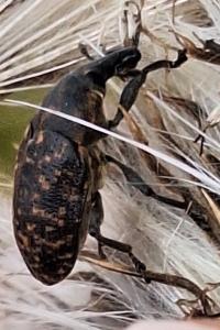 <i>Larinus turbinatus</i>