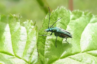 <i>Oedemera nobilis</i>