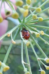<i>Hippodamia variegata</i>